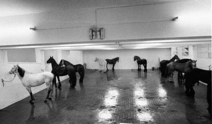 L'avventura dell'Attico, che espose cavalli vivi come un'opera d'arte