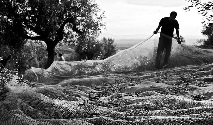 Il tempo e i riti della raccolta delle olive