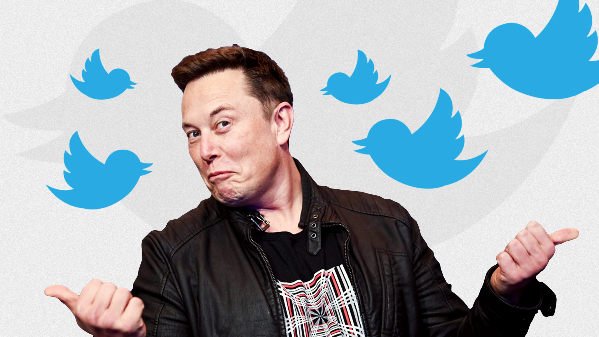 Twitter, per chi e come volerà l'uccellino di Musk?
