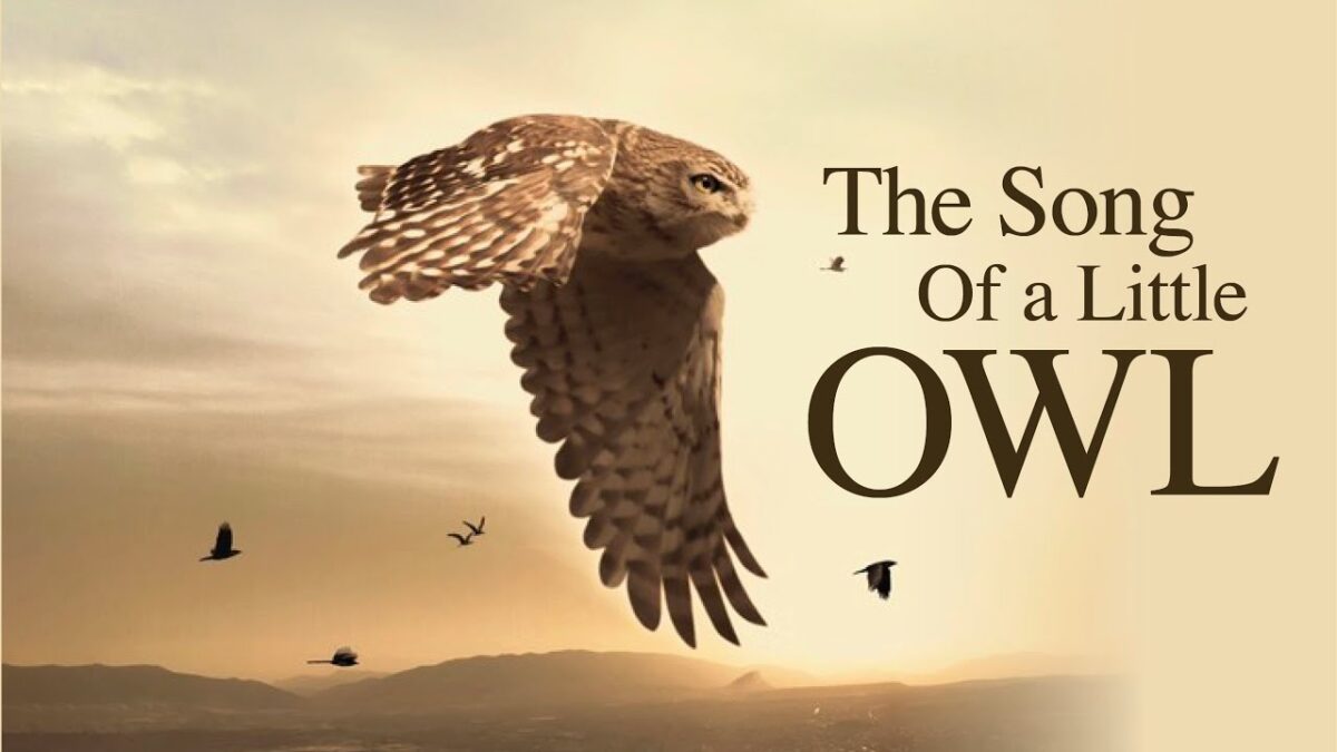 “The song of a little owl” vince al Gran Paradiso Film Festival