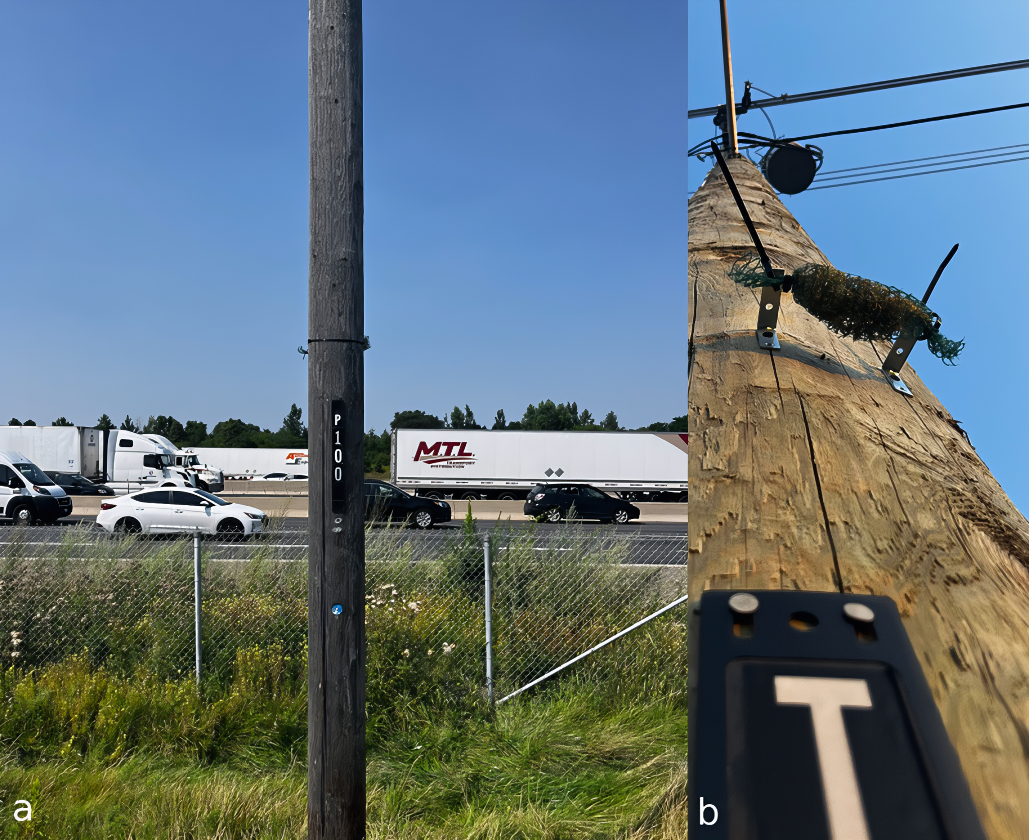Grazie ai licheni è possibile mappare microplstiche e metalli tosici in città. Lo studio